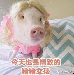 娱乐吃瓜酱猪猪视频,揭秘热门视频背后的趣味故事